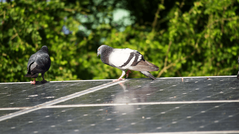 How Much Will It Cost To Make Your Solar System Pigeon Proof