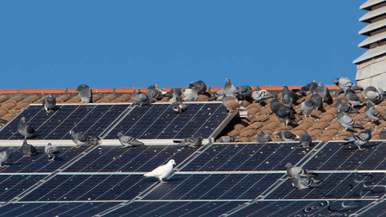 How To Get Rid Of Pigeons Under Solar Panels